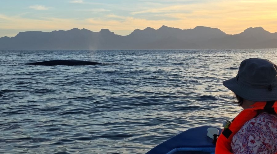 Ballena azul saliendo a la superficie junto a la panga Loreto Star al amanecer, frente a la Sierra de la Giganta